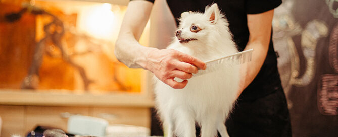 pet grooming equipment financing