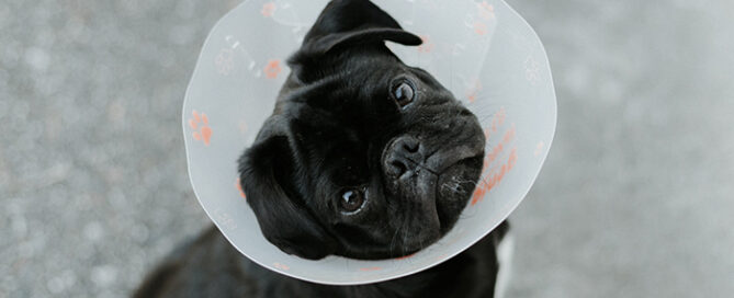 dog with cone from vet