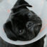 dog with cone from vet