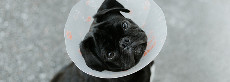 dog with cone from vet
