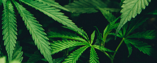 cannabis business loans