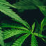 cannabis business loans