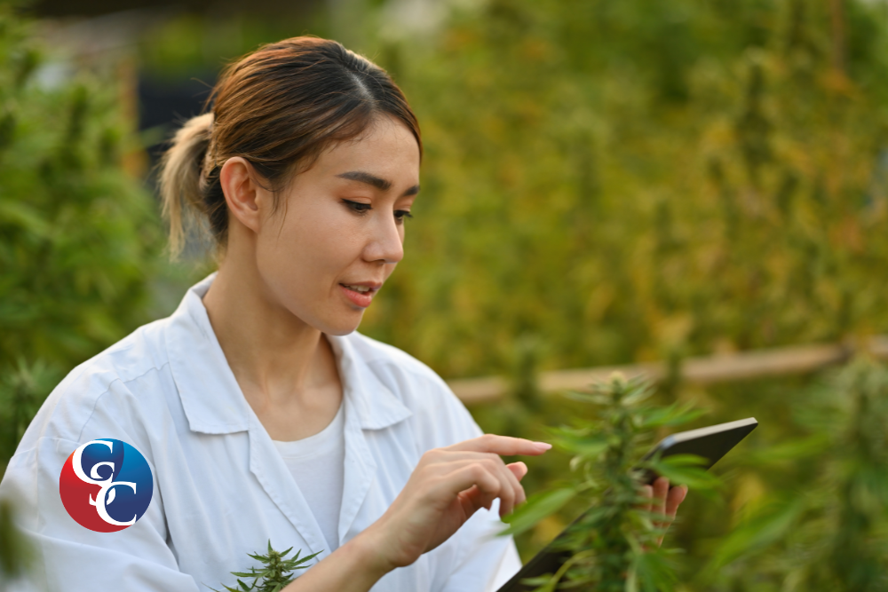 Cannabis Working Capital