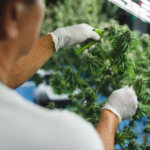 A worker in white gloves carefully inspects and prunes healthy green cannabis plants under indoor growing lights in a cultivation facility.